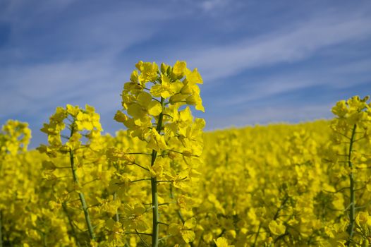 Close up on a single spike of bright yellow rape seed flowers growing in an agricultural field against a blue sky