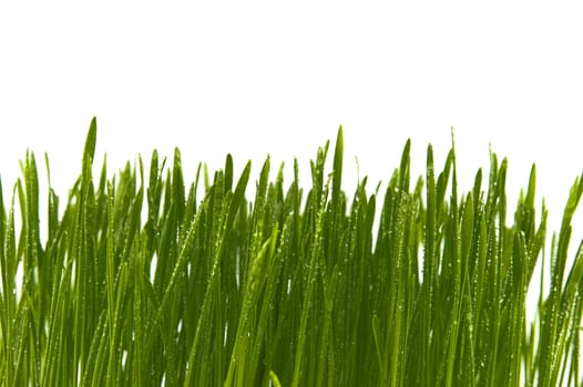 Blades of fresh green spring grass with raindrops or dew drops glistening on the leaves against a white background