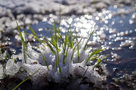 Blades of fresh green grass poking out through snow in sunlight signaling the arrival of the spring season