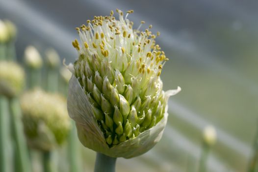 Green onion flower buds opening in close up