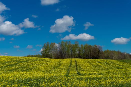 Flowering field of bright yellow rapeseed, canola or colza with tyre tracks from a farm vehicle under a sunny blue sky with white clouds