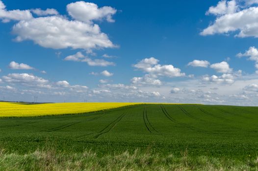 Spring agricultural landscape with colorful yellow rapeseed crop and farm field under a sunny blue sky