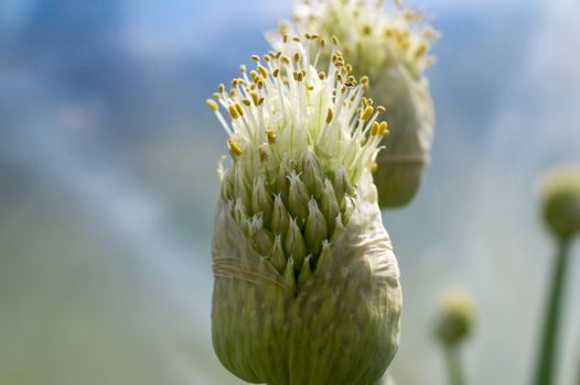 Green onion flower buds opening in close up