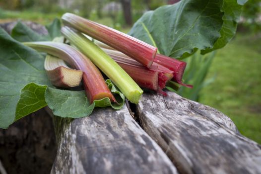 Freshly harvested stalks and leaves of rhubarb lying on a weathered wood trunk in close up low angle