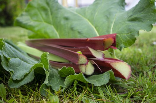 Freshly harvested stalks and leaves of rhubarb lying on a lawn outdoors in close up low angle