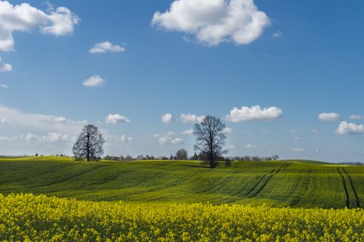 Flowering field of bright yellow rapeseed, canola or colza with tyre tracks from a farm vehicle under a sunny blue sky