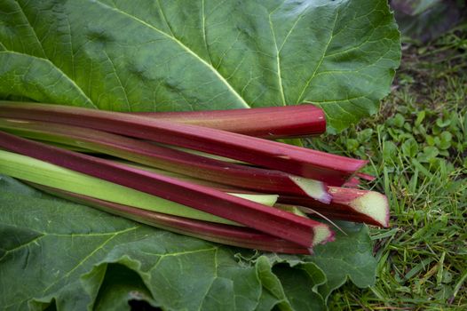 Freshly harvested stalks and leaves of rhubarb lying on a lawn outdoors in close up low angle