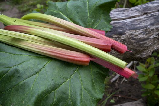 Freshly harvested stalks and leaves of rhubarb lying on a weathered wood trunk in close up low angle