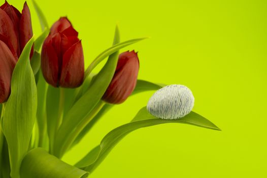 Red tulips and handmade blue Easter egg on green chromakey background with copy space