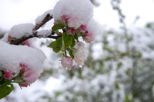 Spring snow covering fresh pink apple tree blossoms on the tree in unseasonable weather in a close up view in a garden setting