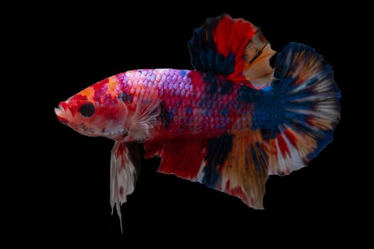 Moving moment of Multi color candy nemo Siamese fighting fish isolated on black background