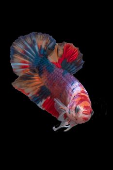 Moving moment of Multi color candy nemo Siamese fighting fish isolated on black background