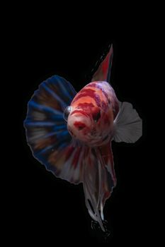 Moving moment of Multi color candy nemo Siamese fighting fish isolated on black background