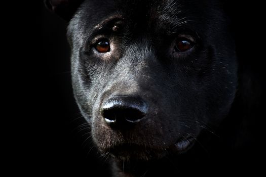 Dog, Black dog face, Sad dog (close up)