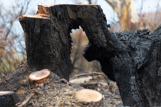 Burnt hollow tree felled after bushfires in Australia  Shallow depth of field