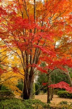 Beautiful deciduous trees in full colours of red and amber in Autumn