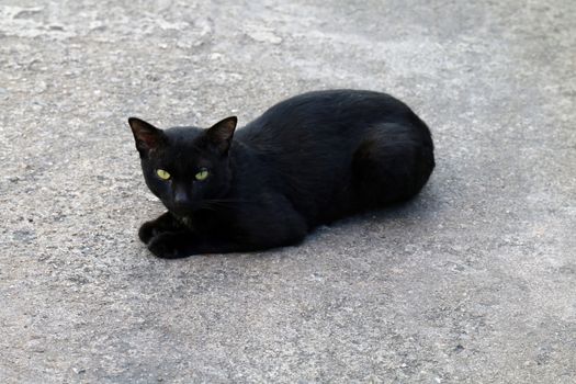 Cat, Black Cat sickly ugly