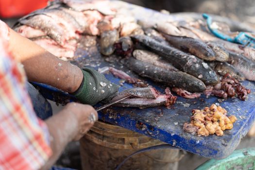 Clean snakehead fish before cooking.