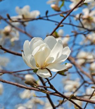 Flowering white magnolia in early spring in city park