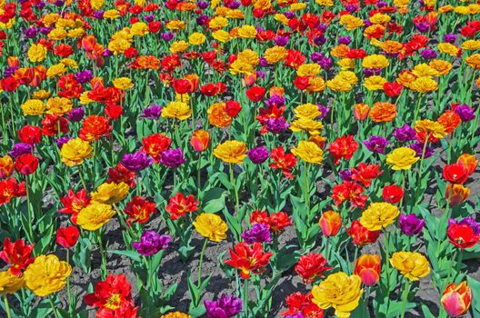 Colorful tulips planted flower bed in the city park in the spring