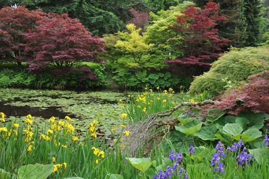 Lush colorful summer garden and pond