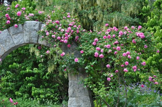Stone archway covered with pink roses