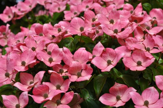 Beautiful pink kousa dogwood flowers