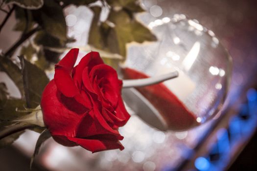 Decorative Composition with rose flower in exposition at night