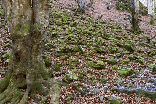 Autumn view toward the labyrinth of the Teteven Balkan with high peaks, glade and deciduous forest, Stara Planina, Bulgaria