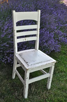 Old white wooden chair in lavender garden