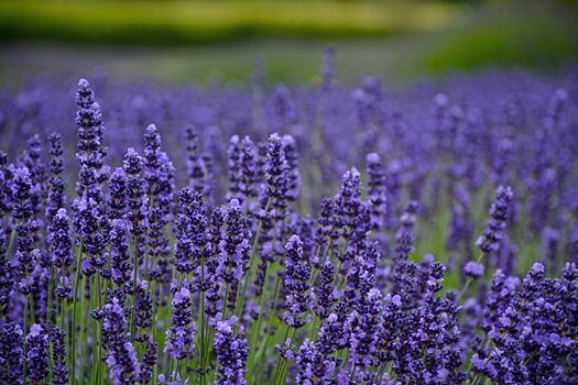 Field of fragrant purple lavendar flowers