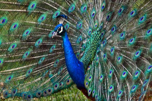 Beautiful male peacock spreading tail feathers