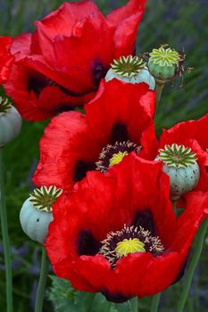 Beautiful red poppies in full bloom