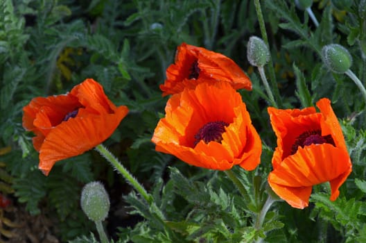 Beautiful orange poppy flowers in bloom