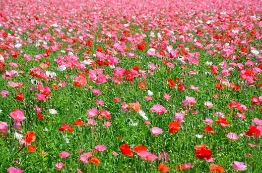 Field full of pink and red poppies in full bloom