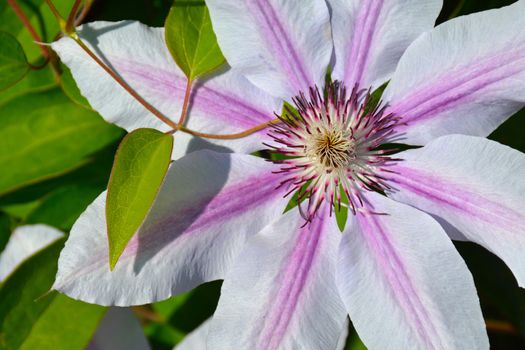 Close up of beautiful purple and white striped clematis flower