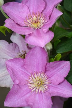 Beautiful purple clematis flower garden