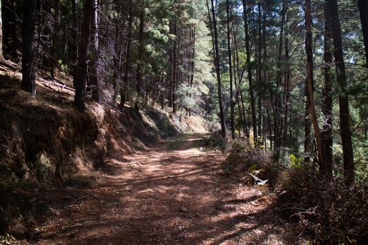 The popular Bright mountain bike park in Victoria, Australia