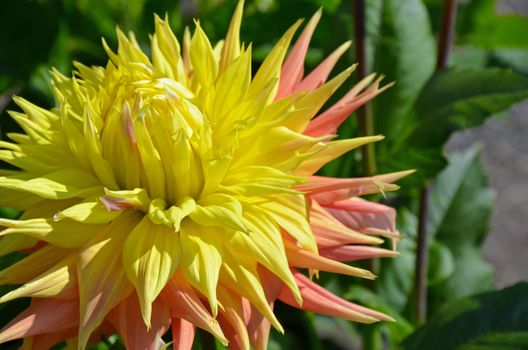 Beautiful yellow dahlia flower in sunlight