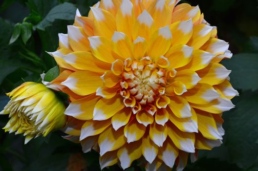 Close up of beautiful white and yellow dahlia flower