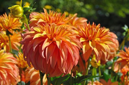 Beautiful round orange dahlia flowers in perfect bloom