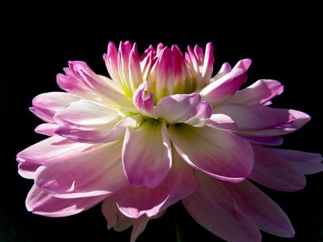 Beautiful pink and white dahlia flower in sunlight against black background