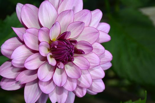 Close up of beautiful purple dahlia flower