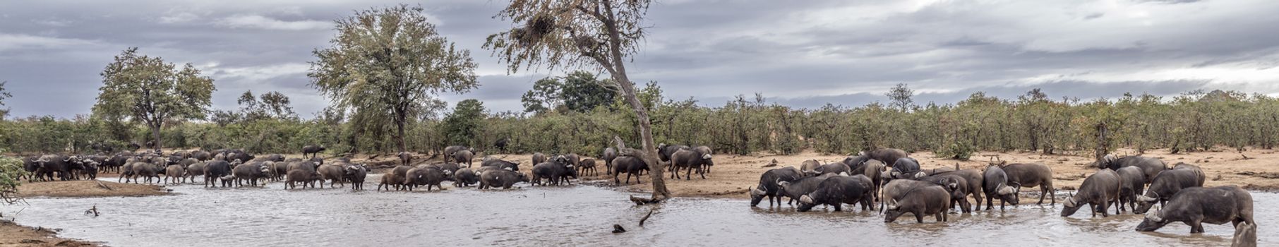 African buffalo herd drinking in lake in Kruger National park, South Africa ; Specie Syncerus caffer family of Bovidae