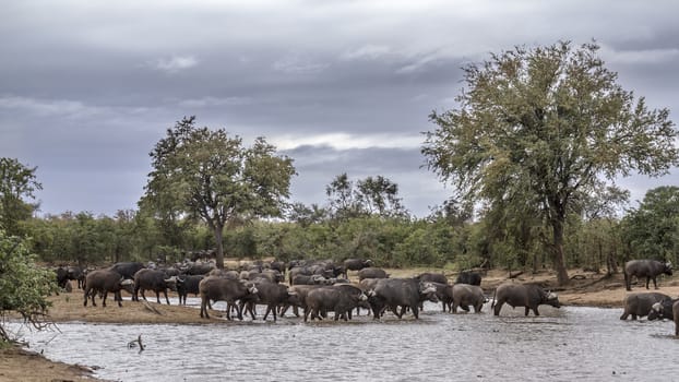 African buffalo herd drinking in lake in Kruger National park, South Africa ; Specie Syncerus caffer family of Bovidae