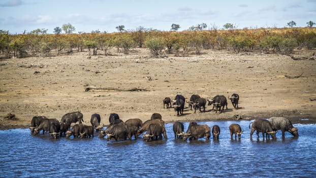 African buffalo herd drinking in lake in Kruger National park, South Africa ; Specie Syncerus caffer family of Bovidae