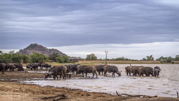 African buffalo herd drinking in lake in Kruger National park, South Africa ; Specie Syncerus caffer family of Bovidae