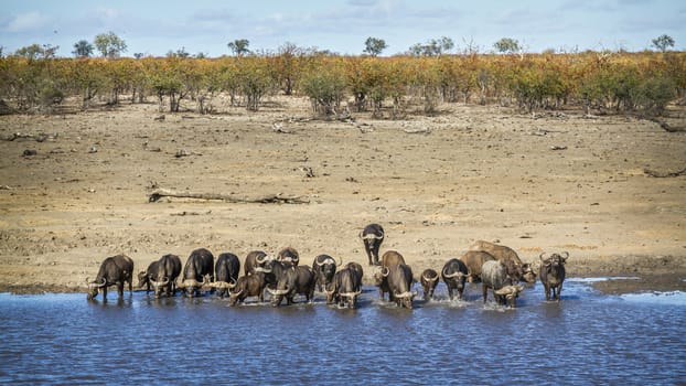 African buffalo herd drinking in lake in Kruger National park, South Africa ; Specie Syncerus caffer family of Bovidae