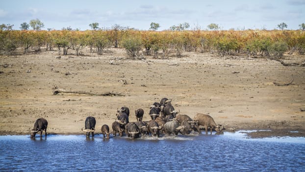 African buffalo herd drinking in lake in Kruger National park, South Africa ; Specie Syncerus caffer family of Bovidae