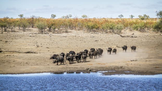 African buffalo herd running to drink in lakeside in Kruger National park, South Africa ; Specie Syncerus caffer family of Bovidae